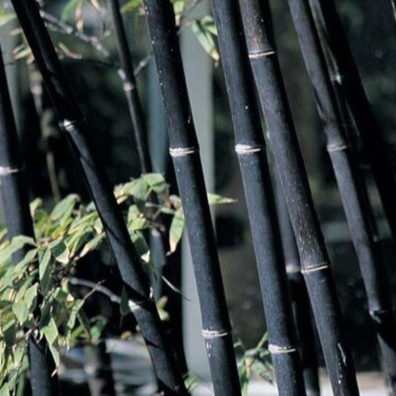 Obrázok Bambus čierny (Phyllostachys nigra) - výška 150-175 cm, kont. C10L (-16°C)